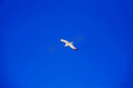 猫咪平面摄影照片_海鸥在蓝天翱翔