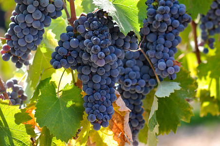 葡萄酒葡萄摄影照片_藤上的红葡萄
