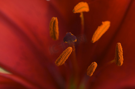 美丽的亚洲百合花药