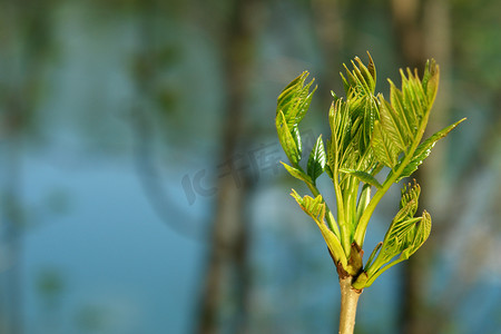 树芽发芽摄影照片_发芽