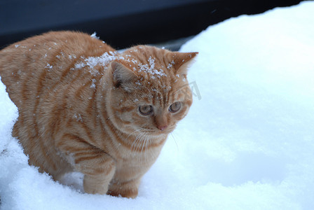 雪中​​的猫