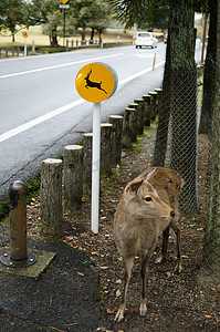 日本奈良的“当心鹿”标志