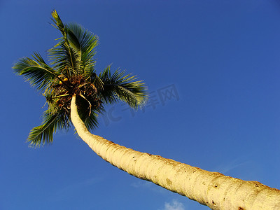 棕榈树倚靠蓝天