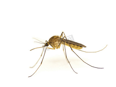 寄生虫蚊子摄影照片_蚊子