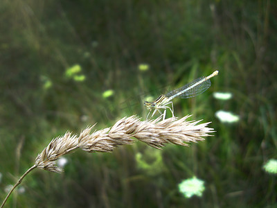 蜻蜓坐在小穗上