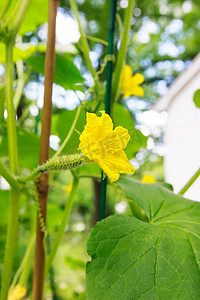 花园里有花的年轻黄瓜