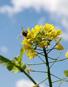 阳光明媚的春日与蜜蜂的生物多样性