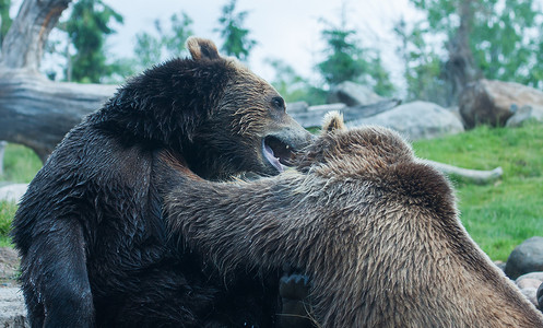 两只灰熊（棕色）打架