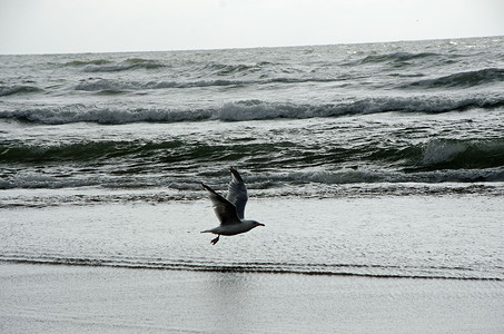 大海波浪海鸥摄影照片_海面上空的鸟儿