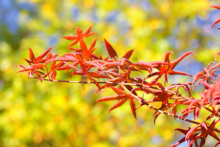 秋天的枫树，有红色和橙色的叶子