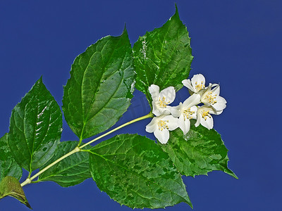 湿茉莉花枝