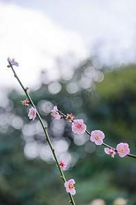 粉红色的花朵