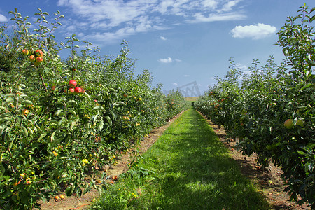 苹果登录界面摄影照片_夏天，果园里的苹果树上挂满了苹果