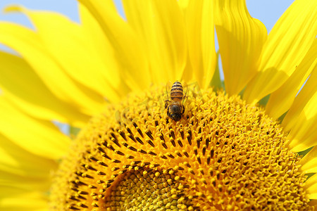 蜜蜂在向日葵上的特写