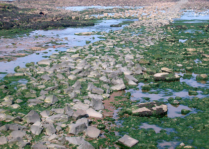 北部湾摄影照片_退潮时的岩石