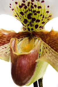 兰花（Paphiopedilum Maudiae）的特写