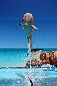 海豚跃出水面