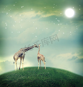 友谊或爱情概念图像中的长颈鹿