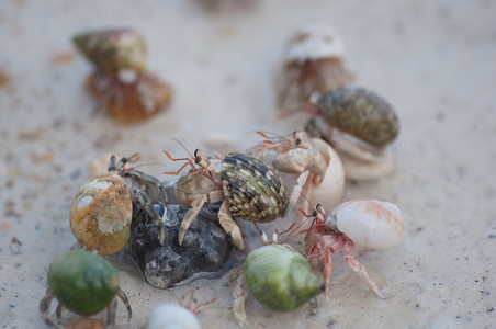 泰国苏林岛海滩上的寄居蟹