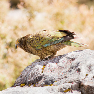 新西兰高山摄影照片_新西兰高山鹦鹉 Kea 的肖像，Nestor 著名