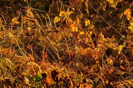 绿色土地树林摄影照片_秋天的夕阳在树林里