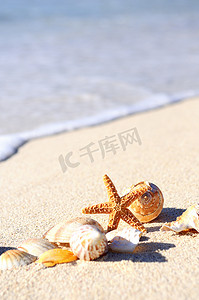 玛雅人摄影照片_海滩上的海星