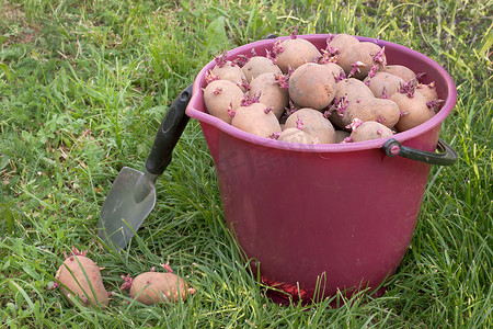 螺距摄影照片_红桶里的种薯