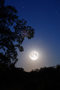 月亮发光发亮摄影照片_月亮和树