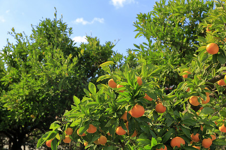 橘子树线稿图摄影照片_果园树上的橘子