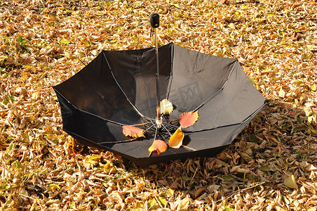 黑色的雨伞摄影照片_公园里的雨伞