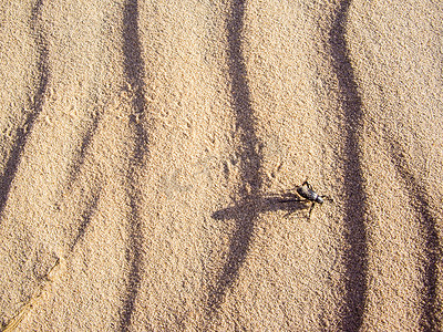 莫哈韦沙漠中的沙甲虫