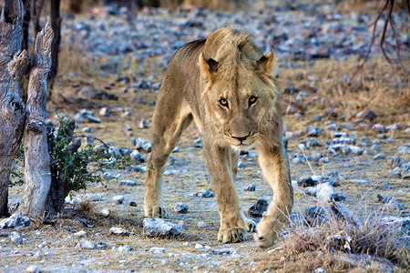 年轻的狮子看着我在埃托沙国家公园纳米比亚非洲