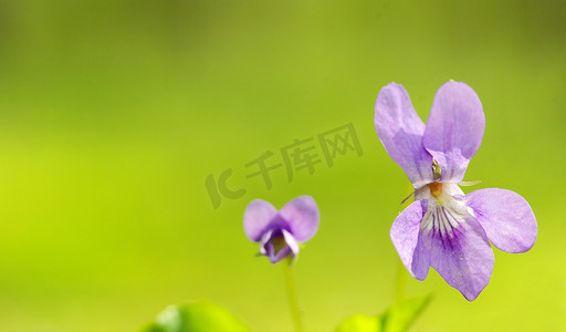 森林花卉摄影照片_春天的花朵