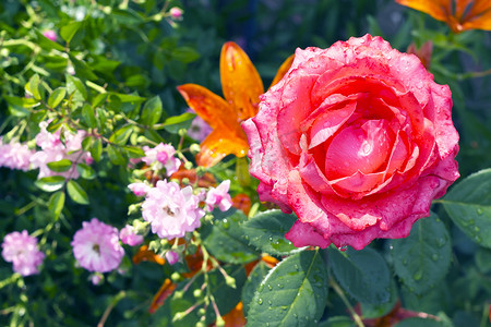 斑点花摄影照片_橙色百合背景中盛开的红玫瑰