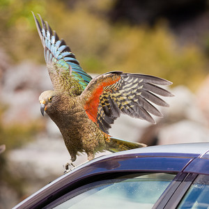 新西兰高山摄影照片_新西兰高山鹦鹉Kea试图破坏汽车