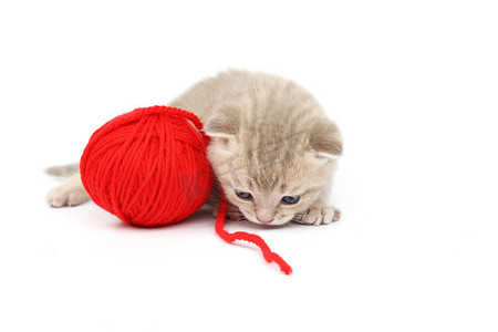 猫和红色羊毛球