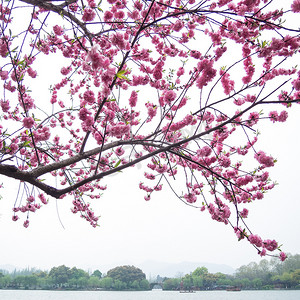 湖边的粉色桃花花树