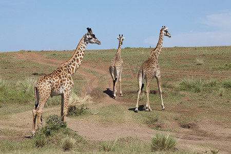 长颈鹿（Giraffacamelopardalis）