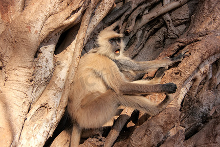灰叶猴 (Semnopithecus dussumieri) 坐在一棵大树上，Ra
