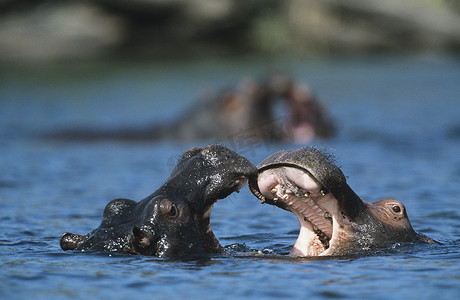 两只河马 (Hippopotamus Amphibius) 在水坑里洗澡