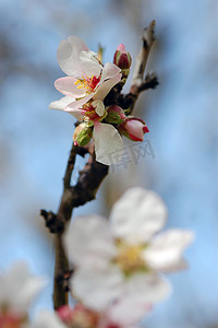 杏仁树芽和花