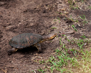 肯尼亚水龟