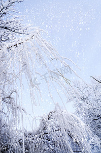 雪地冰上悬挂柳枝的底部视图。
