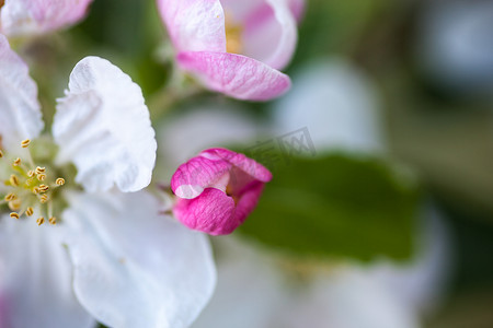 苹果树花的特写