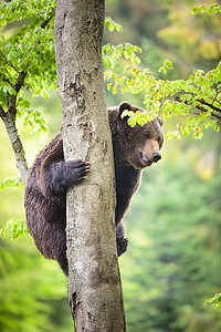 可爱棕熊摄影照片_棕熊 (Ursus artos)，攀爬