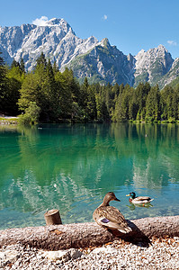 奥特曼相信光摄影照片_意大利 - 乌迪内 - 富西内湖和曼加特山与鸭子