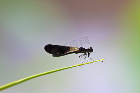 小黄伞摄影照片_蜻蜓坐在绿草的树枝上