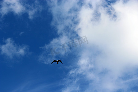 猫咪免费摄影照片_孤独的海鸥在天空飞翔