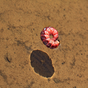 半透明红条摄影照片_透明水中的红色毛毛虫