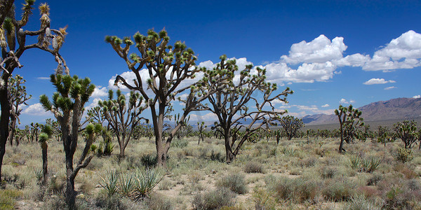 莫哈韦沙漠中的约书亚树